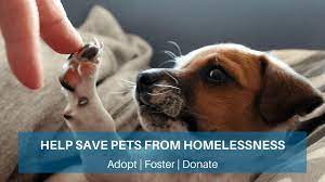 They stay with the staff and volunteers until the end of their life. Happy Life Animal Rescue Animal Rescue Adoption New York