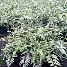 Image result for Athyrium schimperi