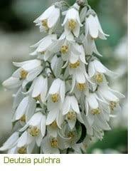 Maybe you would like to learn more about one of these? Gardening Features From Crocus Co Uk Early Summer Flowering Shrubs