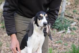 Vente de chiots entre particuliers : Accueil Elevage D Issambre Sur Ombrine Eleveur De Chiens Ariegeois