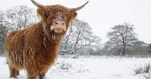 The Highland Cow More Than Just A Hairy Face Rabbie S Travelfeels