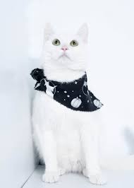 Franco Is A White Male Cat For Adoption In Surreybc Cat Adoption Pretty Cats Beautiful Cats