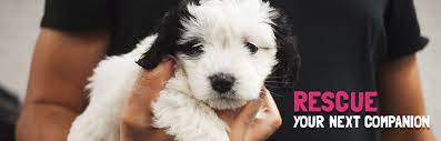 Is there a small dog rescue in arizona? Small Dog Rescue Of New England