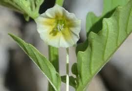 Image result for Physalis angulata