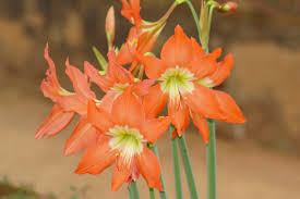 Image result for Hippeastrum puniceum