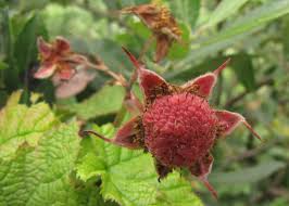 Image result for Rubus