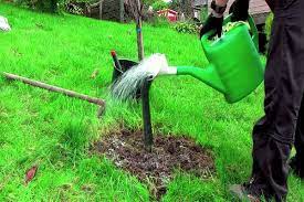 How To Water Apple Trees In Summer Frequency And Rules How Many Times And Is It Possible With Cold Water