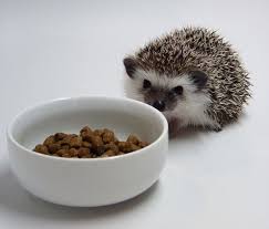 Igel Als Haustier Darf Man Den Afrikanischen Weissbauchigel Zu Hause Halten Hedgehog Pet Food Animals Pets