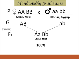 Мендельдің бірінші және екінші заңдары. Belgilerdi Ò£ TÒ±Ò›ym Ò›ualauynyÒ£ Negizgi Zandary T Ò±Ò›ym Ò›ualajtyn Belgilerdi Ò£berilu Erezheleri Prezentaciya Onlajn