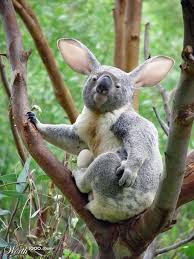 In The Fight Against Invasive Species In Australia Scientists Have A Fuzzy Big Eared Weapon The Koalabbit Animals Koala Bear Funny Animals