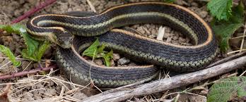 Striped whipsnakes (masticophis taeniatus) range through most of the nevada and can easily be distinguised from the state's two other species. Animals Details