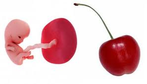 Sekarang bayi anda adalah sebesar buah tin dengan panjang lebih kurang 3 cm dari kepala ke kaki. 30 Kehamilan 3 Bulan Sebesar Apa Png Pbsafety