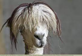 lama pacos alpaka mit lustiger frisur in einem zoo anden sudamerika amerika alpakas lustige frisuren lama