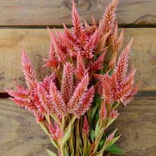New Products For 2019 Celway Terracotta Celosia Flower Seeds September Flowers Flower Farm
