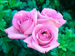 Stream full episodes on @paramountplus. Triantafyllos Hashtag On Twitter