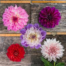 Check spelling or type a new query. Dahlia Tuber Store Dahlia Summerdreamsfarm