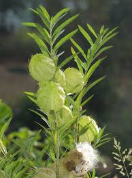 Image result for Gomphocarpus semilunatus