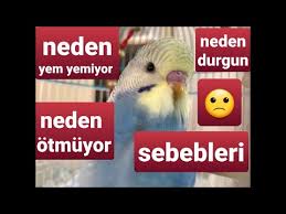 Muhabbet Kusum Yem Yemiyor Ne Yapmaliyim Youtube