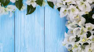 We hope you enjoy our growing collection of hd images to use as a background or home screen for your. Wallpaper White Bougainvillea Flowers Blue Background 5120x2880 Uhd 5k Picture Image