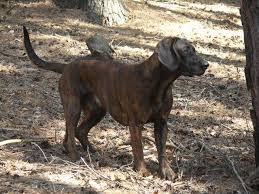 Image result for hannoverský barvář