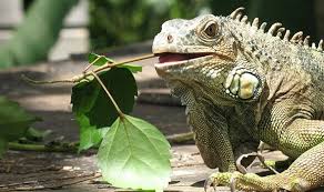 We did not find results for: Exotic Animal Care Aztec Animal Clinic