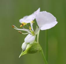 Image result for Commelina nyasensis