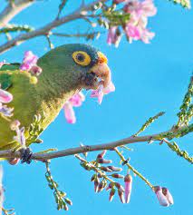 Perico Frente Naranja Eupsittula Canicularis Parrot Bird Dinosaur Stuffed Animal