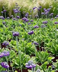 Image result for Primula capitata