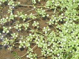 Image result for Callitriche