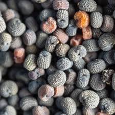 Image result for Silene abyssinica