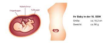 Dein baby ist jetzt ein kleiner pfirsich. 16 Ssw Schwangerschaftswoche Mutter Bauch Baby In 16 Ssw