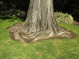 Check spelling or type a new query. Root Rot Took Most Of My Bonsai Roots How Do I Make It Root Faster Quora