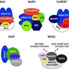 Functional Domains Of Hdac1 Hdac2 Proteins Schematic View Of The Human Download Scientific Diagram