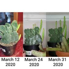 Cactus hipster pattern vintage on wooden cactus hipster pattern vintage on wooden photo by: Etiolation Why Your Thin Cactus Is Not Growing Healthy Examples Solutions Faqs And More R Cactus