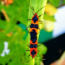 Milkweed Bugs In Love Here We Have A Young Couple Of Shameless Insects With The Secret To Happiness Eat Fly Aroun Milkweed Nature Lover Macro Photography