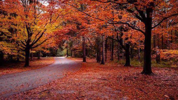 Where To See Fall Foliage In 2024: A Guide To Planning Your Leaf-Peeping  Adventure