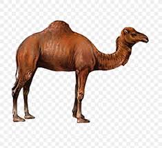 Do you know what makes a camel look like a camel? Camel Drawing Png 750x750px Camel Arabian Camel Camel Like Mammal Desert Designer Download Free
