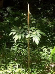 Image result for Amorphophallus