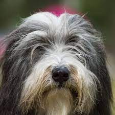 Bearded Collie Full Profile History And Care
