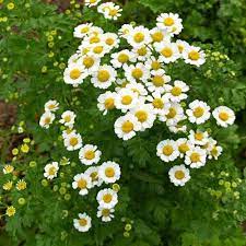 Tanacetum Parthenium Feverfew Cottage Garden Plants Smoke Tree