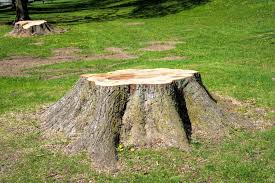 Welcome to chop chop tree service, your first and best destination for outstanding tree services in memphis, tn and the surrounding area. Tree Removal Memphis Tn Tree Trimming Professional Tree Service