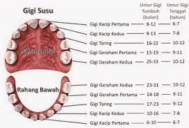 Gigi taring mempunyai permukaan atau berujung tajam. Jenis Gigi Pengertian Bagian Struktur Jenis Fungsi