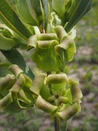 Image result for Glossostelma