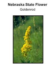 Maybe you would like to learn more about one of these? Play Go Pick The Same As Go Fish The Object Of The Game Is To Match A Pair Of State Flowers Ppt Download