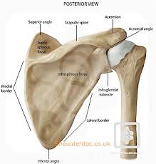 Here is an overview of the shoulder bones: Bones Joints Of The Shoulder Shoulderdoc