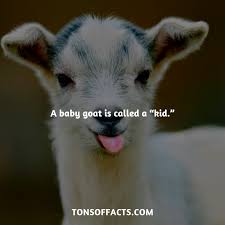 A Baby Goat Is Called A Kid Goat Goats Animals Interesting Facts Fact Trivia Beautiful Pets Cute A Fun Facts About Animals Dog Facts Animal Facts