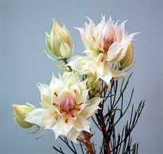 Search Our Flower Library Protea Flower South African Flowers Beautiful Flowers