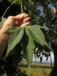 Help your child collect maple leaf helicopter seeds during a walk outside. Helicopter Tree Gyrocarpus Jatrophifolius