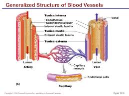 This diagram of the artery wall indicates the smooth muscle, external elastic membrane, endothelium, internal elastic. Chapter 19 Blood Vessels