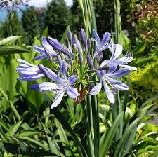 Image result for Agapanthus praecox